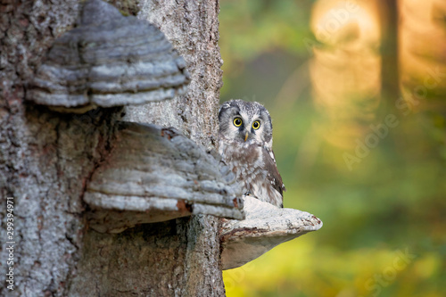 Boreal owl (Aegolius funereus) is a small owl. In Europe, it is typically known as Tengmalm's owl after Swedish naturalist Peter Gustaf Tengmalm  photo