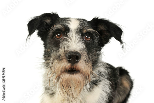 Portrait of an adorable mixed breed dog