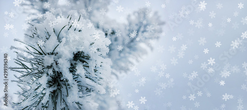 winter background pine branch in the snow © Konstantin