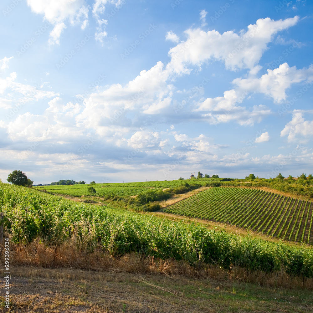 Landscape of vineyards in France. Anjou, French wine.