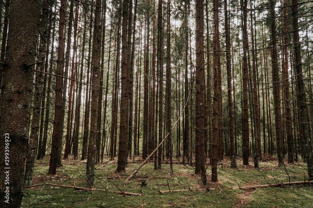 trees in forest