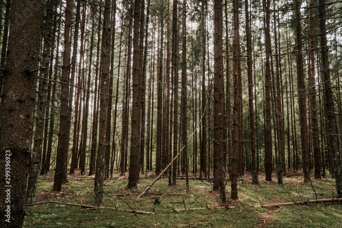 Fototapeta Naklejka Na Ścianę i Meble -  trees in forest