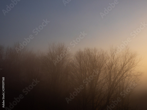 foggy morning trees