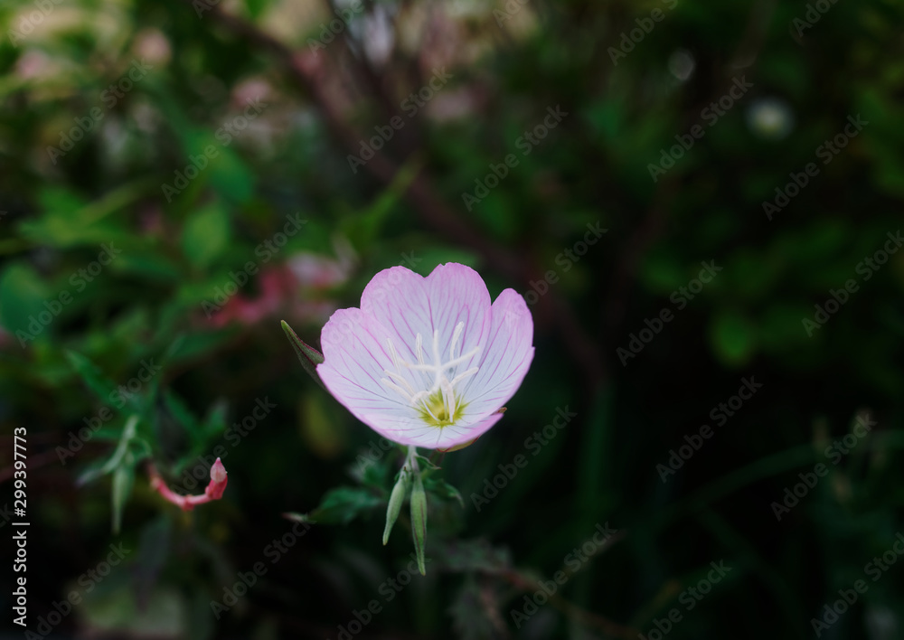 Oenothera speciosa is a species of evening primrose commonly known as pinkladies, pink evening primrose, showy evening primrose, Mexican primrose, amapola, or buttercups.