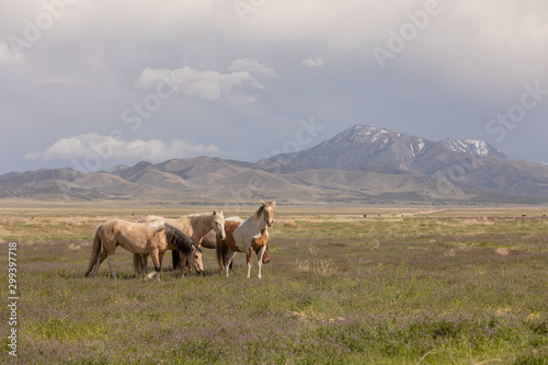 Wild Horses in Spring int he Utah Desert © natureguy