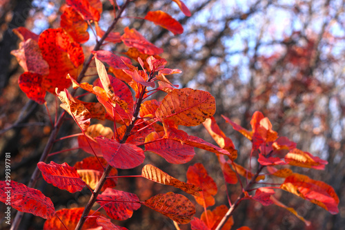 Beautiful tree with bright red and orange leaves. Brunches of wild European smoketree, Cotinus bush. Nature wallpaper.