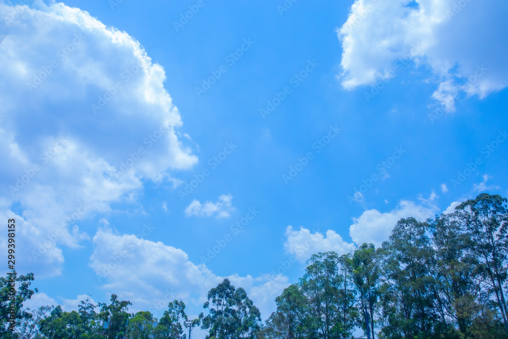 Obraz premium blue sky and tree