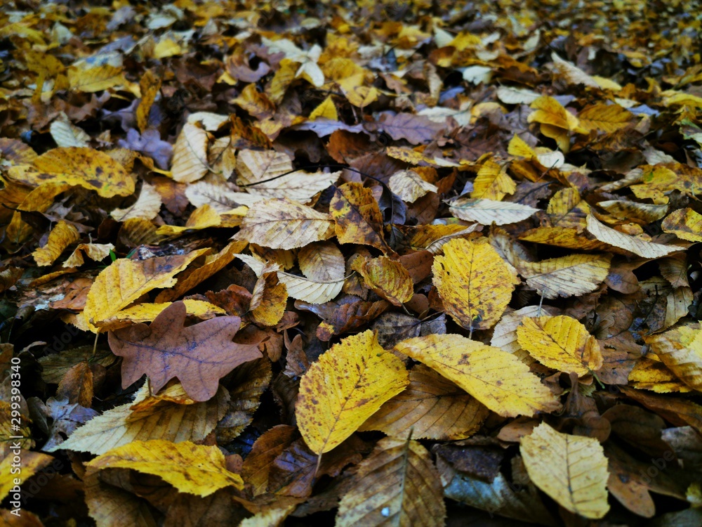 Autumn leaves Close up. Fall Forest trees. Nature background. Autumn leaves Close up. Fall Forest trees. Nature background.