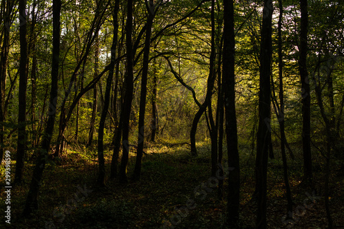 Fototapeta Naklejka Na Ścianę i Meble -  Walk in the woods. Pleasant autumn weather. Sun rays play in the branches of trees.