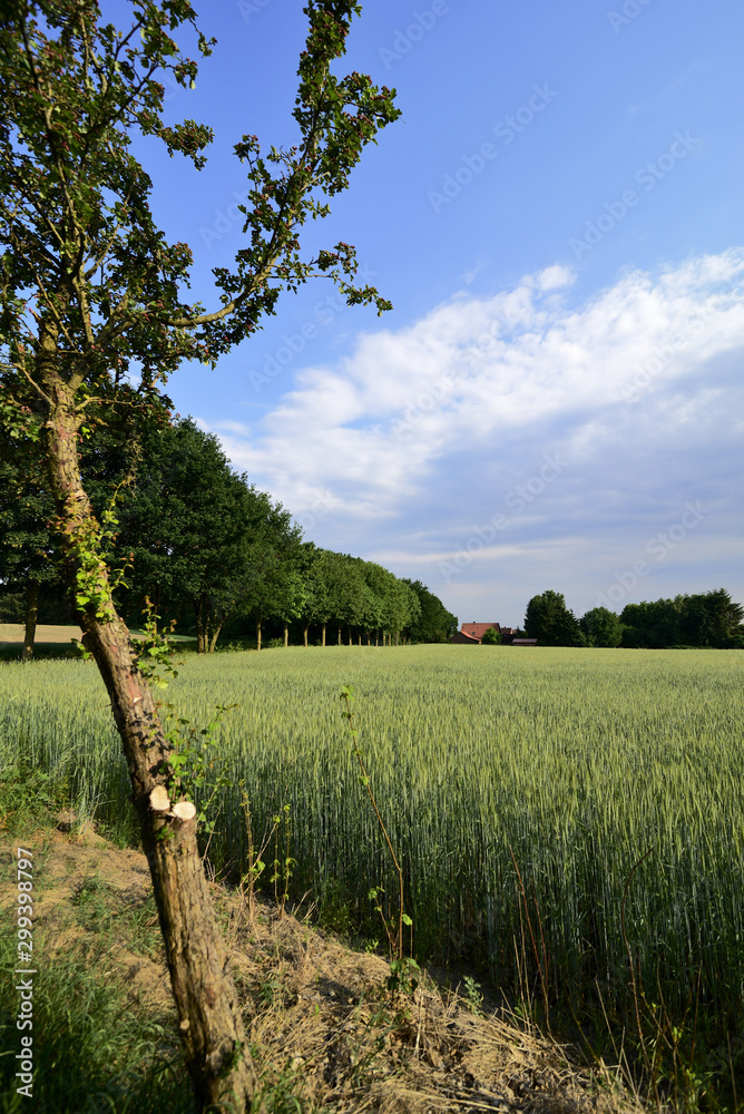 Grain field before harvest with blue sky and sunshine