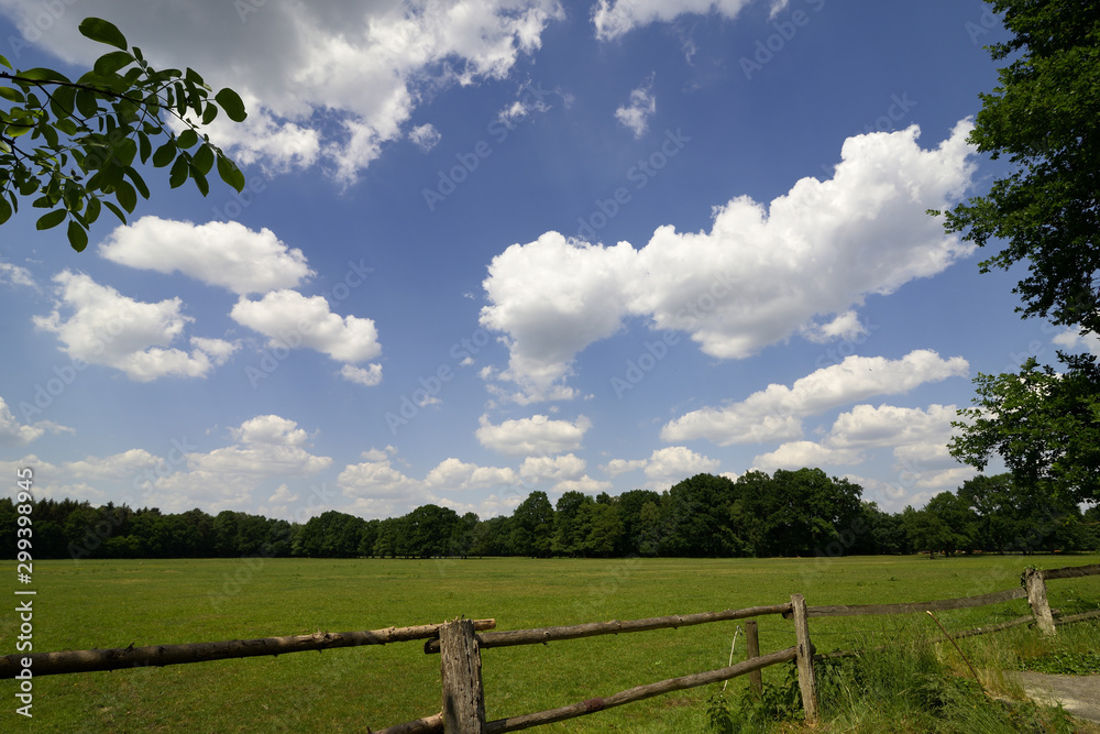 Green meadow with trees in sunny, blue sky with white clouds
