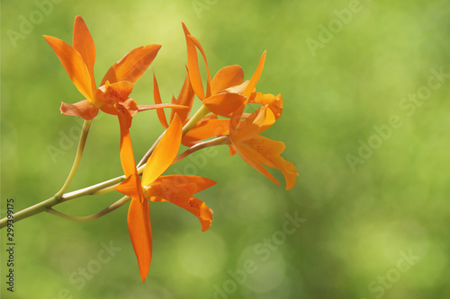 Orange Cattleya aurantiaca Orchid Flowers with Green Nature Background photo