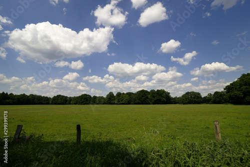 Green meadow with trees in sunny, blue sky with white clouds photo