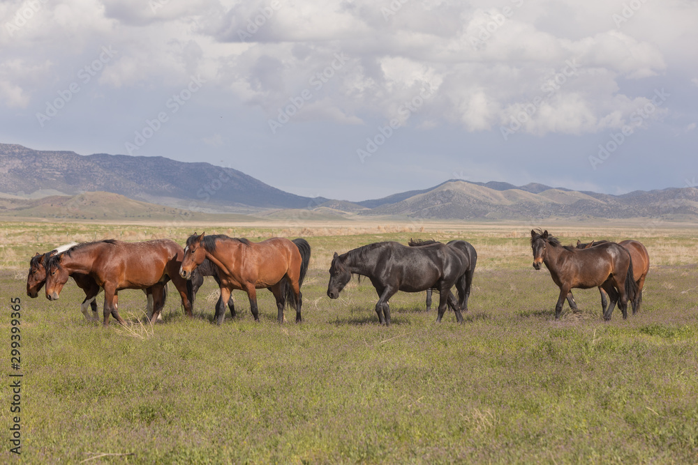 Wild Horses in Spring int he Utah Desert Wild Horses in Spring int he Utah Desert