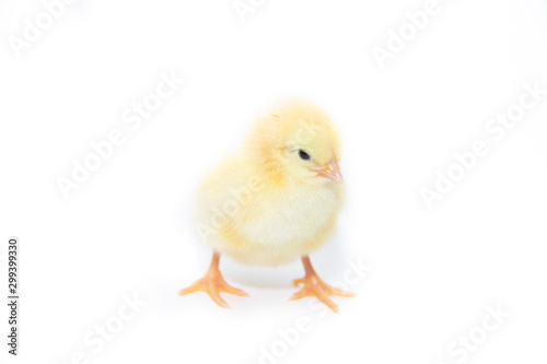 Chicken yellow isolated on white background. Little Chicks. The future chicken.. Poultry. Cattle