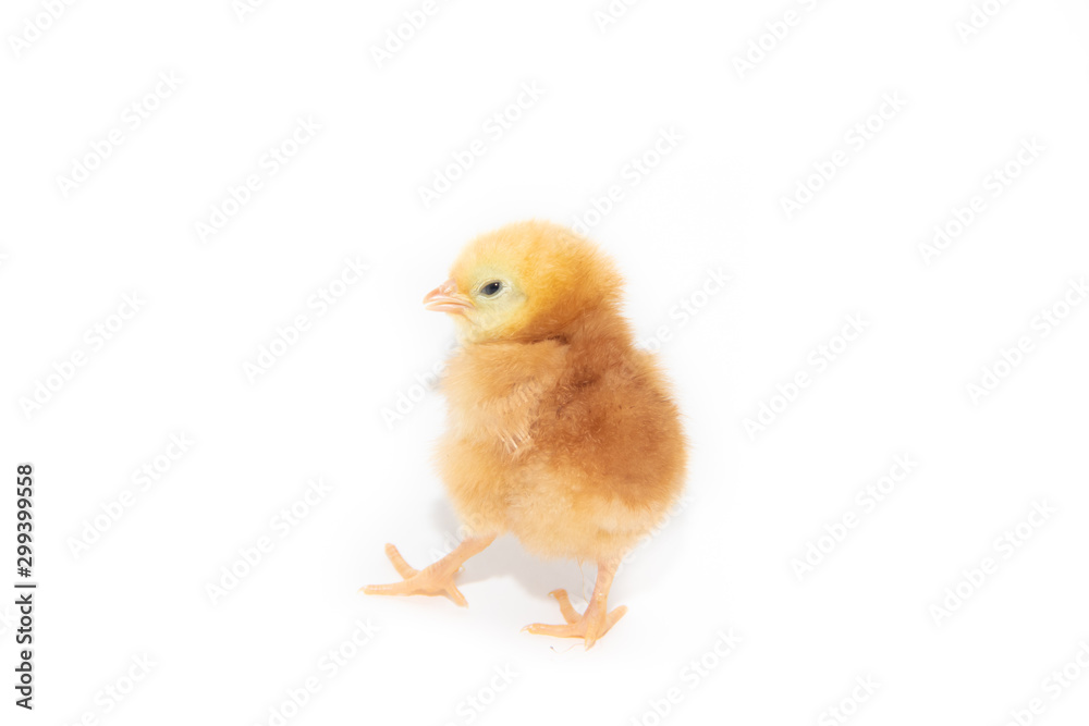 Chicken yellow isolated on white background. Little Chicks. The future chicken.. Poultry. Cattle Chicken yellow isolated on white background. Little Chicks. The future chicken.. Poultry. Cattle