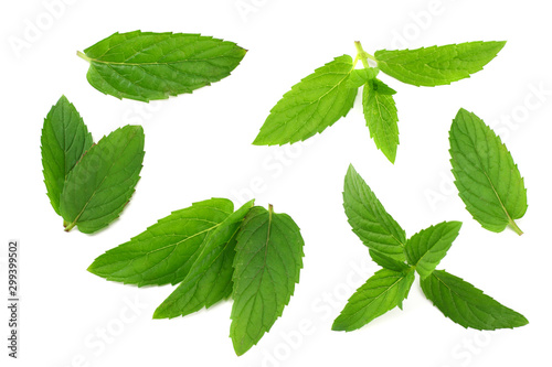 Fresh mint leaves isolated on white background © Tatiana