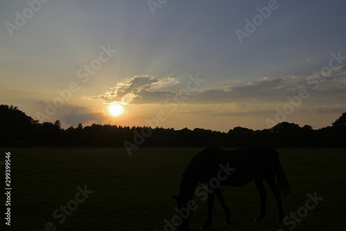 Green field with horses grazing at setting sun with clouded sky