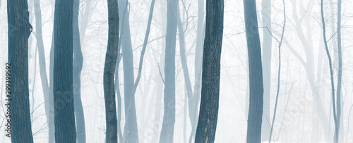 Wide panorama of beautiful snowy forest at foggy winter day with tonal perspective of trees trunks.