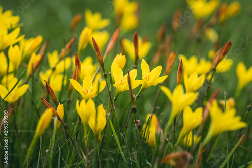 Field of yellow wildflowers with reddish shoots. 