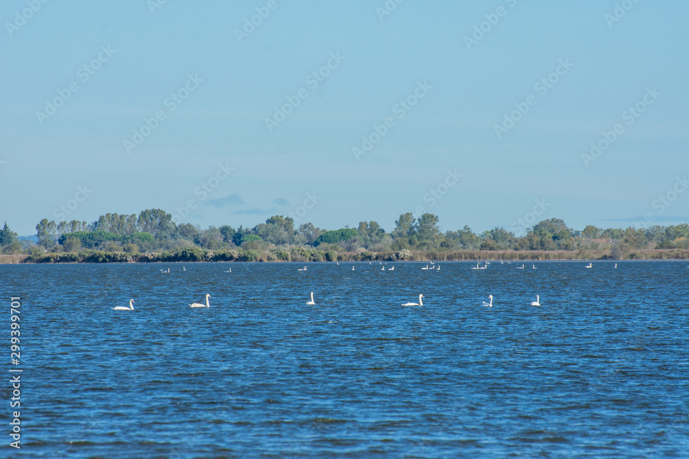 camargues