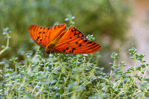 orange butterfly on top of delicate plant