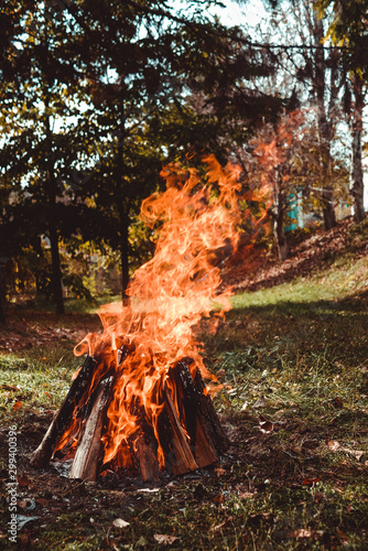 bonfire in the forest, burning log