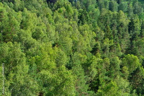 Beautiful Lush Green Mixed Forest. Calming green background.
