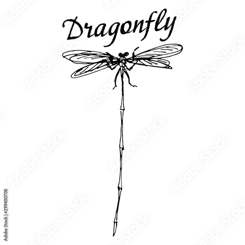 Dragonfly logo. Beautiful dragonfly with a long tail. Vector illustration drawn by hand in flat style with lines for design and web isolated on white background.
