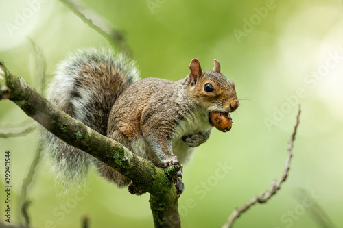 Grey squirrel in the natural environment, close up, detail, wildlife, Sciurus carolinensis photo