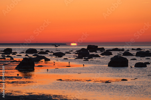 Summer sunset over rocky shore of Baltic sea with silhouettes of stones and birds