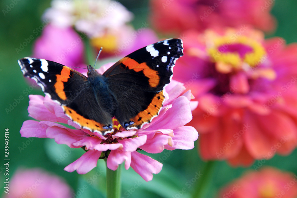 butterfly on flower in colorful summer garden butterfly on flower in colorful summer garden