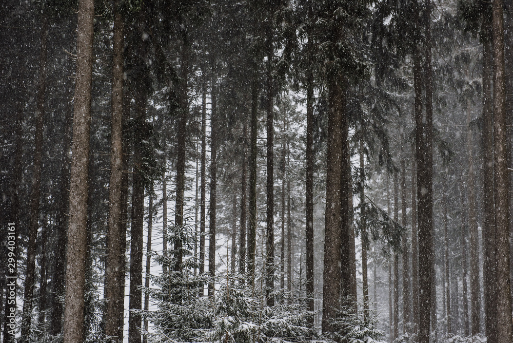 Verschneiter Nadelwald im Winter Verschneiter Nadelwald im Winter