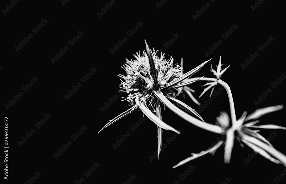Eryngium planum, known as or blue eryngo in a dark key Eryngium planum, known as or blue eryngo in a dark key