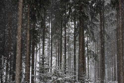Verschneiter Nadelwald im Winter