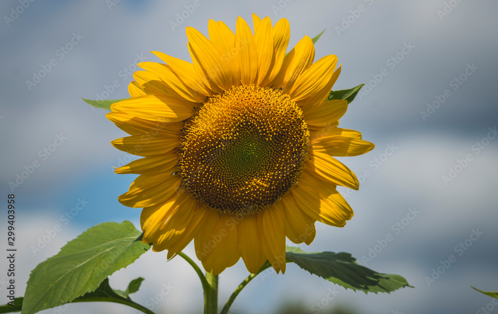 Close up of a sunflower