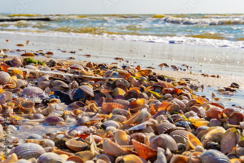 Sea shells lie on the sand, on the ocean.
