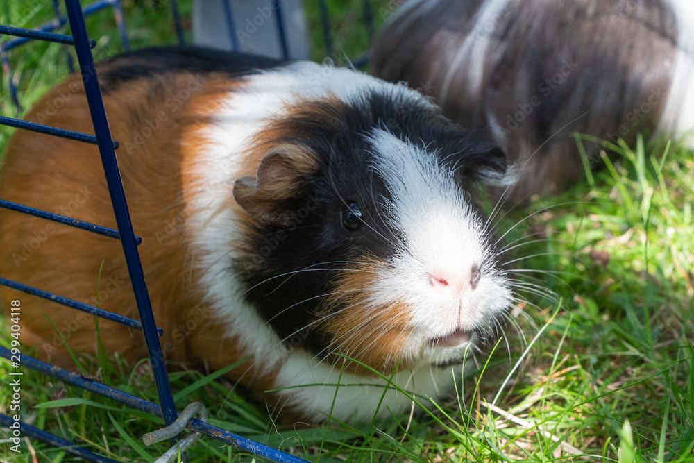 Guinea pig in a wire fencing in grass