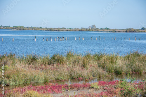 camargues