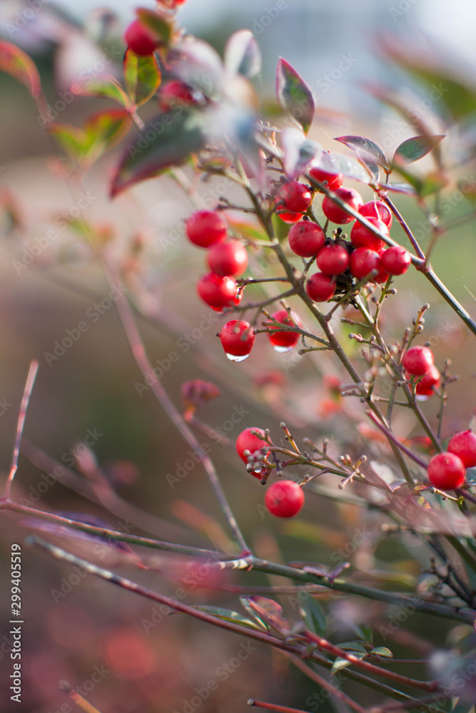 red berries on a tree red berries on a tree