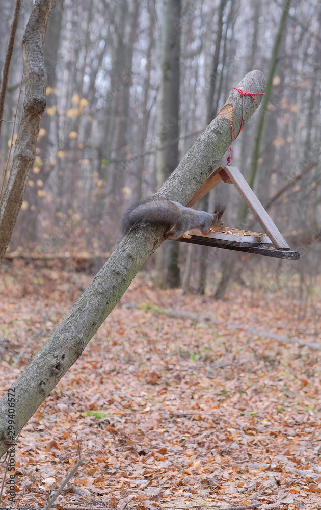 Naklejka premium A small young squirrel climbs a tree to the feeder.
