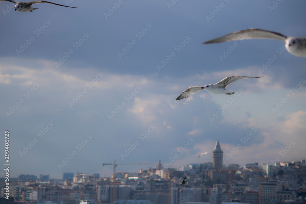 Galata tower was filmed on the sea .Kadraja girne blurred seagulls. It was filmed in autumn. Galata tower was filmed on the sea .Kadraja girne blurred seagulls. It was filmed in autumn.