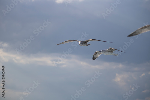 Seagulls close-up in the sky. Cloudy sky in the background. It was taken in October.