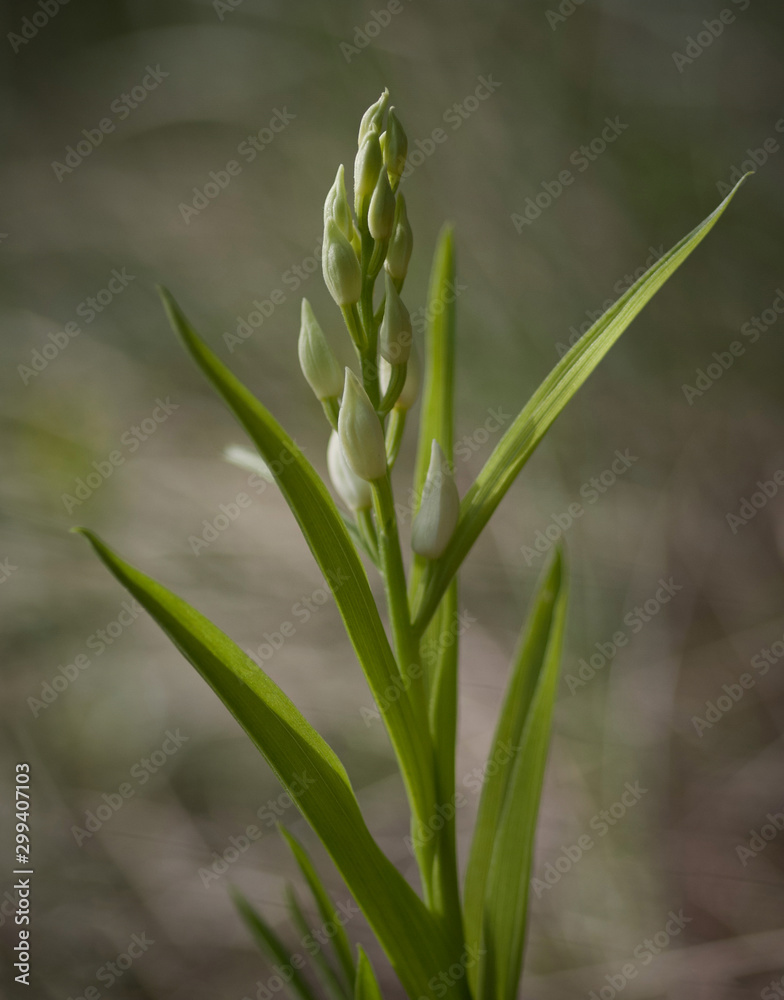 Fototapeta premium kind of wild orchid on a soft background