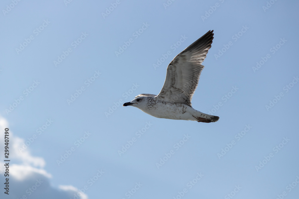Obraz premium Seagulls close-up in the sky. Cloudy sky in the background. It was taken in October.