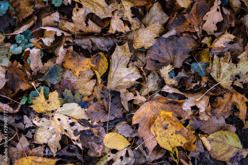 forest ground in autumn © Michael