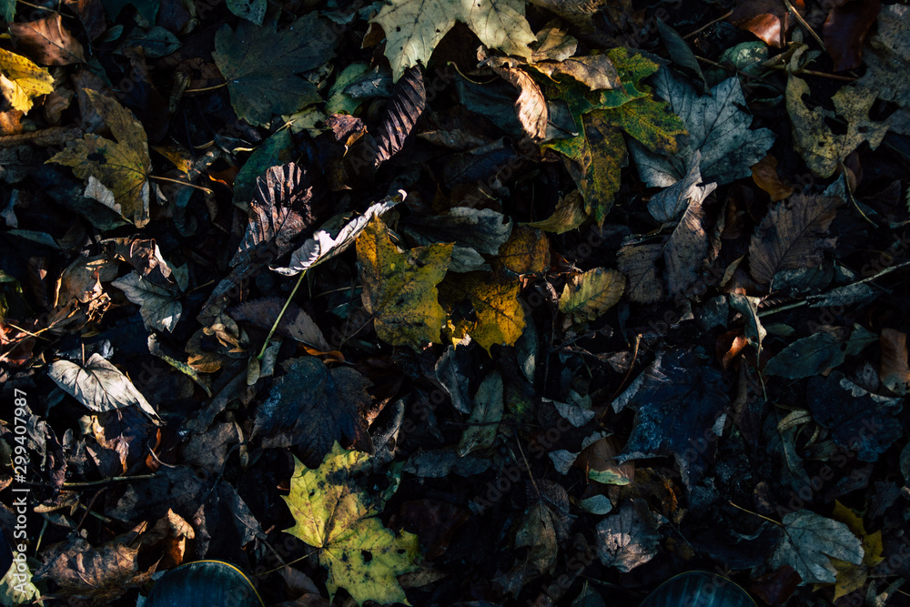 yellow and green autumn leafs on the ground yellow and green autumn leafs on the ground