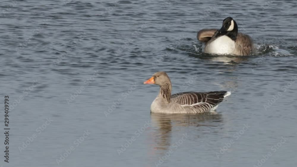 Funny Canada Goose Rolling Forward In Water With Copy Space. Funny Canada Goose Rolling Forward In Water With Copy Space.