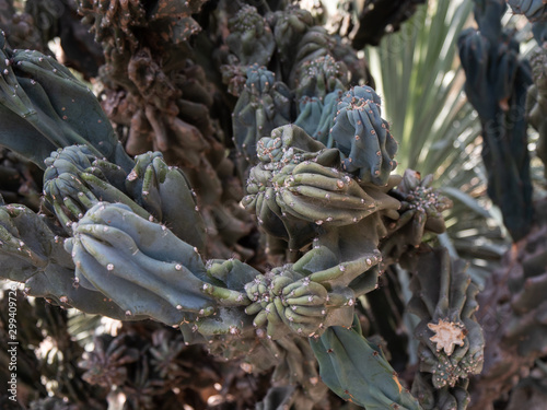 Cereus Hildmanniannus Monstrosus Cactus photo