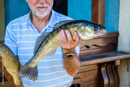 Pike perch Stizostedion Lucioperca Zander an elderly man holds a caught fish in his hand